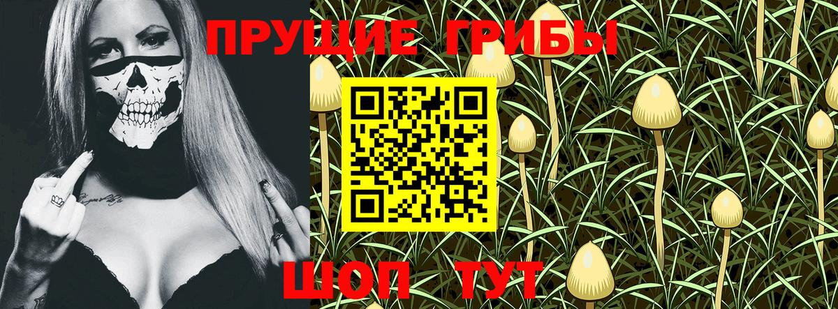 Галлюциногенные грибы Psilocybine cubensis Фрязино